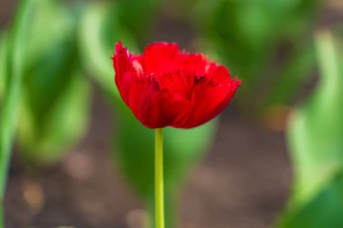 Çiçekli yatak lalelerinde çiçekler. Şehir çevresini yeşillendiriyor. Seçici odak ve kopyalama alanı olan arkaplan