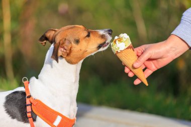 Jack Russell Terrier cinsinin bir köpeği dondurma yer. Seçici odaklı hayvan portresi ve metin için alanı kopyala