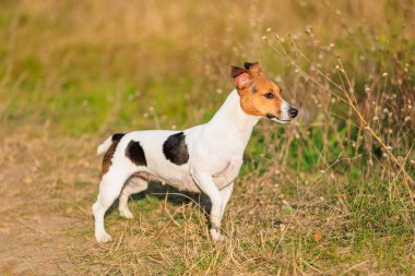 Şirin bir Jack Russell Terrier köpeği doğada yürüyor. Seçici odaklı evcil hayvan portresi ve metin için alanı kopyala
