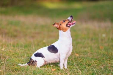 Sevimli bir Jack Russell Terrier köpeği doğada eğitim görüyor. Seçici odaklı evcil hayvan portresi ve metin için alanı kopyala