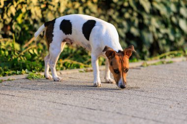 Evin yanındaki kaldırımda duran sevimli Jack Russell Terrier köpeği. Seçici odaklı evcil hayvan portresi ve metin için alanı kopyala