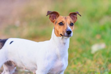 Şirin bir Jack Russell Terrier köpeği doğada yürüyor. Seçici odaklı evcil hayvan portresi ve metin için alanı kopyala
