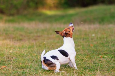 Sevimli bir Jack Russell Terrier köpeği doğada eğitim görüyor. Seçici odaklı evcil hayvan portresi ve metin için alanı kopyala