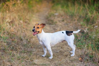 Tatlı Jack Russell Terrier köpeği temiz havada yürüyüş yapıyor. Seçici odaklı evcil hayvan portresi ve metin için alanı kopyala