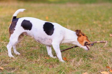 Tatlı bir Jack Russell Terrier köpeği ormandaki bir açıklıkta yürüyor. Seçici odaklı evcil hayvan portresi ve metin için alanı kopyala