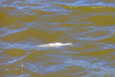Göldeki ölü balıklar, çevresel bir felaket. Seçici odaklı arkaplan ve metin için alanı kopyala