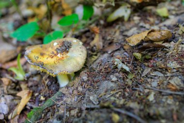 Orman mantarı. Seçici odaklı arkaplan ve metin için alanı kopyala