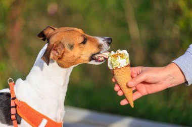 Jack Russell Terrier cinsinin bir köpeği dondurma yer. Seçici odaklı hayvan portresi ve metin için alanı kopyala