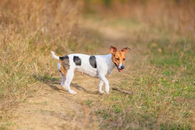 Şirin bir Jack Russell Terrier köpeği doğada yürüyor. Seçici odaklı evcil hayvan portresi ve metin için alanı kopyala