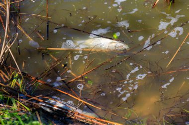 Göldeki ölü balıklar, çevresel bir felaket. Seçici odaklı arkaplan ve metin için alanı kopyala