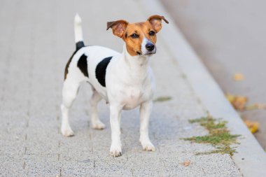 Sevimli bir Jack Russell Terrier köpeği kaldırımda yürüyor. Seçici odaklı evcil hayvan portresi ve metin için alanı kopyala