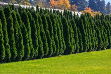 Yeşil yaprakları ve arka planında yeşil çitleri olan bir sıra yeşil ağaç. Ağaçlar uzun ve çitler plastikten.