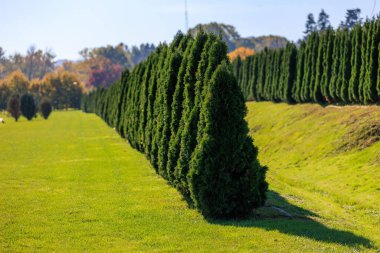 Bir sıra yeşil ağaç bir tarlada dizilmiştir. Ağaçlar yeşil ve uzun ve hepsi aynı yöne bakıyor. Alan yemyeşil ve yemyeşil, ve ağaçlar sükunet hissi veriyor.