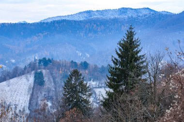 Çam ağaçları ve açık mavi gökyüzü olan karlı bir dağ sırası. Gökyüzü bulutlarla dolu, ortama huzurlu ve huzurlu bir atmosfer veriyor.