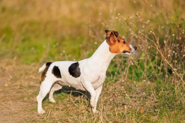 Şirin bir Jack Russell Terrier köpeği doğada yürüyor. Seçici odaklı evcil hayvan portresi ve metin için alanı kopyala