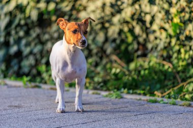Evin yanındaki kaldırımda duran sevimli Jack Russell Terrier köpeği. Seçici odaklı evcil hayvan portresi ve metin için alanı kopyala