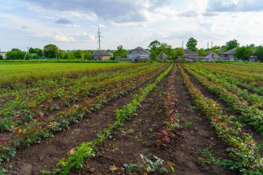 Köydeki gül tarlaları. Seçici odaklı arkaplan ve metin için alanı kopyala