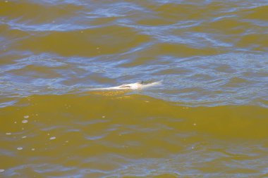 Göldeki ölü balıklar, çevresel bir felaket. Seçici odaklı arkaplan ve metin için alanı kopyala