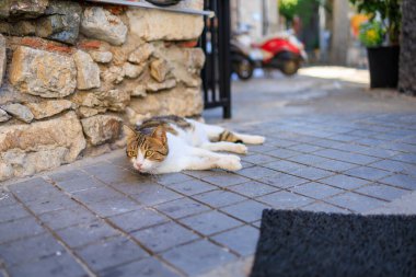 Kedi caddedeki asfalt levhaların üzerinde yatıyor. Seçici odaklı arkaplan ve metin için alanı kopyala.