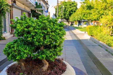 Mini dekoratif ağaç. Seçici odaklı arkaplan ve metin için alanı kopyala.