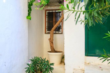 Tenceredeki dekoratif bir ağacın gövdesi. Seçici odaklı arkaplan ve metin için alanı kopyala.