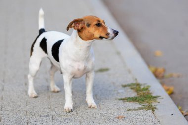 Sevimli bir Jack Russell Terrier köpeği kaldırımda yürüyor. Seçici odaklı evcil hayvan portresi ve metin için alanı kopyala