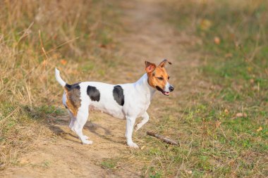 Şirin bir Jack Russell Terrier köpeği doğada yürüyor. Seçici odaklı evcil hayvan portresi ve metin için alanı kopyala