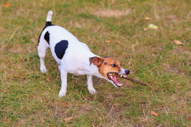 Tatlı bir Jack Russell Terrier köpeği ormandaki bir açıklıkta yürüyor. Seçici odaklı evcil hayvan portresi ve metin için alanı kopyala