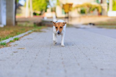 Sevimli bir Jack Russell Terrier köpeği kaldırımda yürüyor. Seçici odaklı evcil hayvan portresi ve metin için alanı kopyala