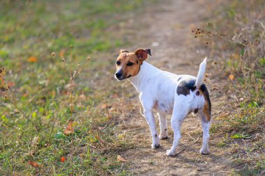 Tatlı Jack Russell Terrier köpeği temiz havada yürüyüş yapıyor. Seçici odaklı evcil hayvan portresi ve metin için alanı kopyala