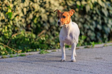 Evin yanındaki kaldırımda duran sevimli Jack Russell Terrier köpeği. Seçici odaklı evcil hayvan portresi ve metin için alanı kopyala