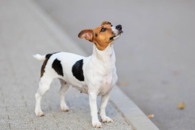 Sevimli bir Jack Russell Terrier köpeği kaldırımda yürüyor. Seçici odaklı evcil hayvan portresi ve metin için alanı kopyala