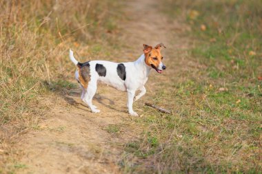 Şirin bir Jack Russell Terrier köpeği doğada yürüyor. Seçici odaklı evcil hayvan portresi ve metin için alanı kopyala
