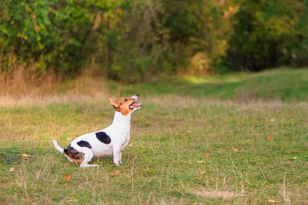 Sevimli bir Jack Russell Terrier köpeği doğada eğitim görüyor. Seçici odaklı evcil hayvan portresi ve metin için alanı kopyala