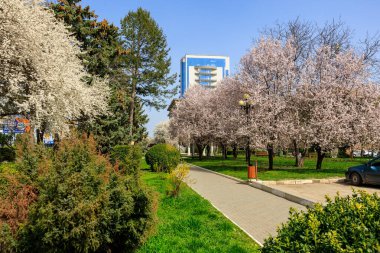 Yolu olan bir park ve pembe çiçekli ağaçlar. Park yerinde bir araba var. 1 Nisan 2024 Balti Moldova
