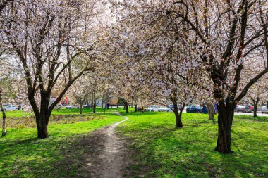 Arka planda iki ağaç ve birkaç araba arasında yol olan bir park. Ağaçlar çiçeklerle dolu. Huzurlu ve huzurlu bir atmosfer yaratıyorlar. 1 Nisan 2024 Balti Moldova