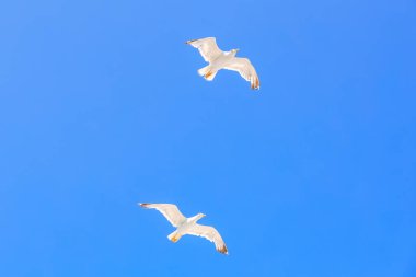 Two seagulls flying in the sky above a blue sky. The birds are white and are flying in opposite directions clipart