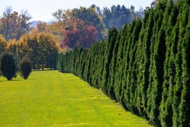 Yeşil bir çit, çim tarlasını ormandan ayırır. Çit uzun ve gür, çimenler kısa ve yeşildir. Sahnenin huzurlu ve huzurlu bir havası var, çitin doğal güzelliğiyle