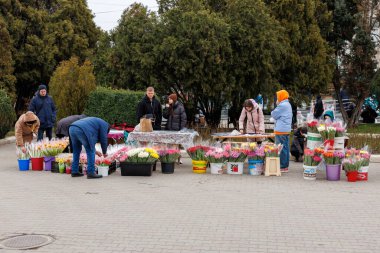 7 Mart 2024 Balti Moldova. İllüstrasyon başyazısı. Bahar tatili için çiçek fuarı