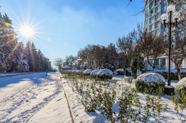Kar kaplı ağaçlar ve güneşli gökyüzü ile kış caddesi manzarası. 9 Ocak 2024 Balti, Moldova.