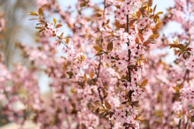 Pembe çiçekli bir ağaç tam çiçek açmış. Çiçekler bir derinlik ve boyut hissi yaratacak şekilde düzenlenmiştir. Görüntü, güzellik ve sükunet hissi veriyor.