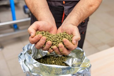 Bira fabrikasında demleme işlemi için kurutulmuş hop topakları tutan yetişkin bir erkek..