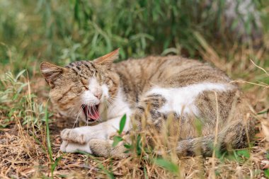 Uykulu tekir kedi çimenlerde esniyor..