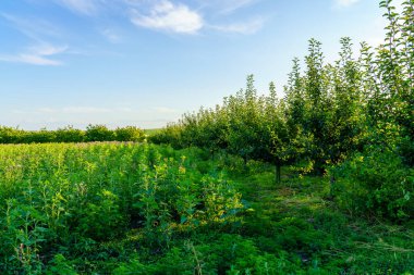 Arka planda birkaç ağaç olan yeşil bir çim tarlası. Gökyüzü mavi ve hiç bulut yok.