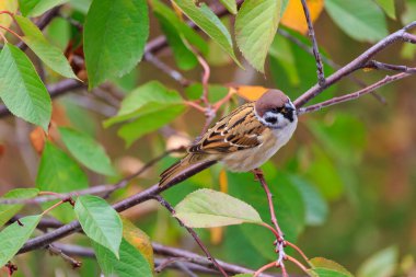 Küçük kahverengi bir kuş bir ağacın dalına tünemiştir. Kuş kahverengi ve beyaz renktedir.
