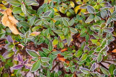 Yeşil yapraklı ve beyaz uçlu bir çalılığın yakın çekimi. Yapraklar donmuş ve çalılar karla kaplanmış.