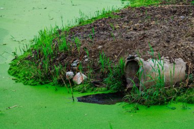 İçinden boru çıkan yeşil bir gölet. Boru yeşil alglerle kaplı. Gölet çimen ve kayalarla, atık su ve sularla çevrilidir.