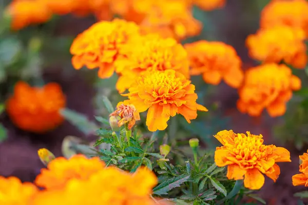 Bir tarlada bir demet portakal çiçeği var. Çiçekler parlak ve neşeli, ve tamamen açmış gibi görünüyorlar. Tarla yemyeşil ve yemyeşil, ve çiçekler etrafa saçılmış.