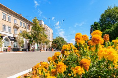 Sarı çiçekler ve tarihi binalarla dolu bir şehir caddesinde güneşli bir gün. 8 Temmuz 2024 Balti Moldova.