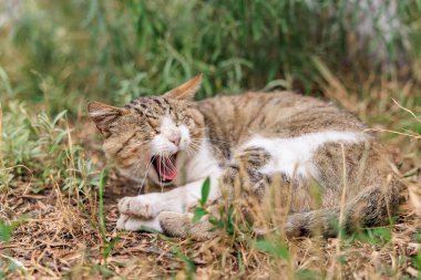 Yeşil bir bahçede esneyen tekir kedi dinleniyor..